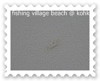 ปูลมมีให้เห็นเต็มชายหาด