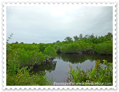 ป่าโกงกางในป่าชายเลนเกาะกง