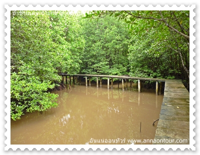 mangrove forest