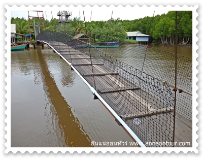 สะพานข้ามแม่น้ำในป่าชายเลน