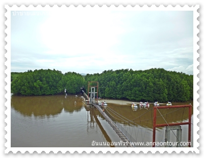 สะพานข้ามเกาะบนป่าชายเลน	