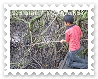เด็กพัมพูชาจับปูในป่าชายเลน