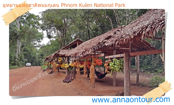กล้วยหลากสีทางขึ้นอุทยานแห่งชาติพนมกุเลน