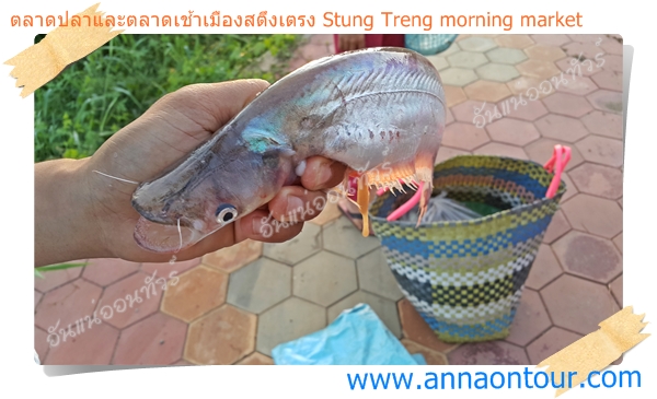 ปลาสด ๆ จากมแม่น้ำโขง