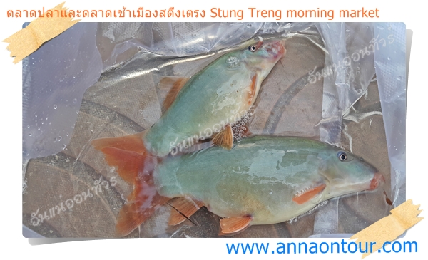 ปลาหมูปลาหายากในแม่น้ำโขง