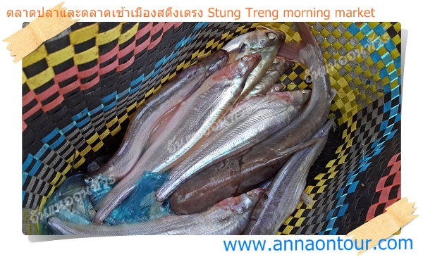 ปลาเบี้ยวที่มีขายเยอะมากในตลาดริมแม่น้ำโขง