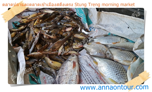 ปลาที่รับซื้อจะนำมาใส่ท้ายรถเก๋ง