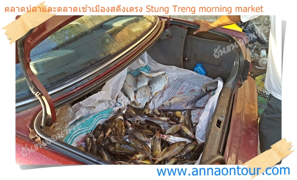 ปลาที่รับซื้อจะนำมาใส่ท้ายรถเก๋ง