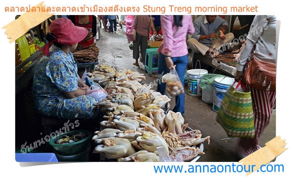 แผงไก่บ้านเมืองสตึงเตรง