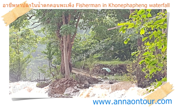 หลี่ดักปลาในน้ำตกคอนพะเพ็ง