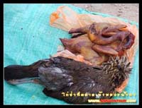 ไก่ป่าที่ตลาดเช้าหลวงน้ำทา