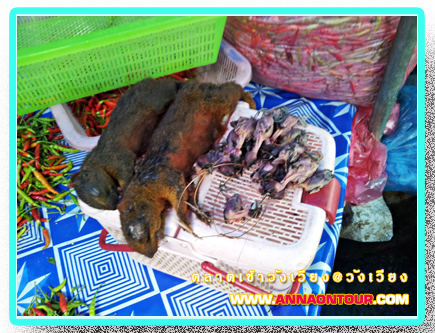 กระรอกป่า ที่ตลาดเช้าวังเวียง