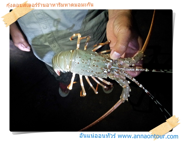 กุ้งลอบสเตอร์ที่นำมาทำเป็นอาหารริมทะเลหาดมอมะกัน