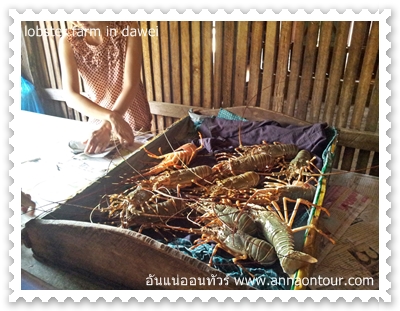 lobster farm in dawei