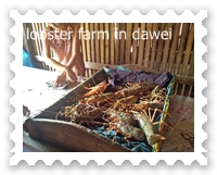 lobster farm in dawei