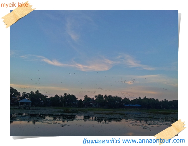 นกน้ำนับพันตัวบินหาที่นอนในหนองน้ำกลางเมืองมะริด