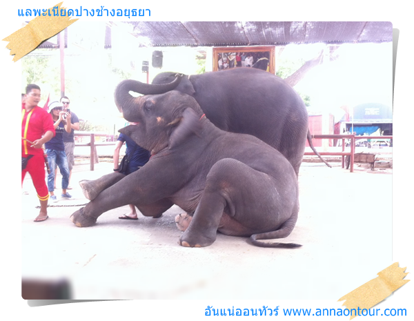 แลเพนียดปางช้างอยุธยา