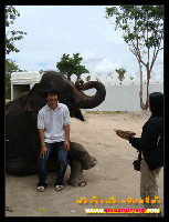 ถ่ายรูปกับช้าง