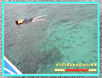 snorkeling diving