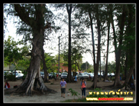 แนวสนบริเวณริมหาดนพรัตน์ธารา