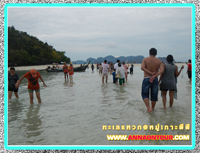 นักท่องเที่ยวเดินบนทะเลแหวก