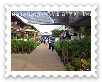 ร้านขายต้นไม้ริมถนนตลาดมิตรภาพไทยลาว