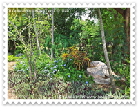 ธรรมชาติในสวนสมเด็จพระศรีนครินทร์