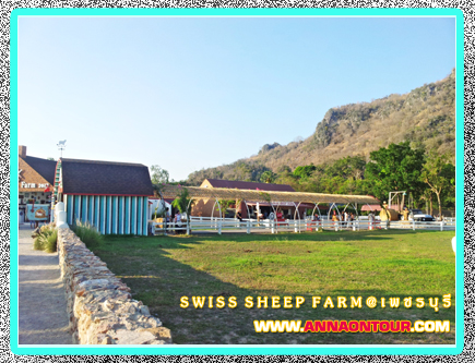 swiss sheep farm ชะอำ