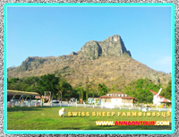 บรรยากาศโรแมนติก @ swiss sheep farm 