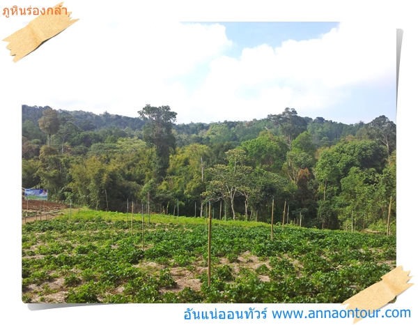 ไร่สตอเบอรี่โครงการตามแนวพระราชดำริห์