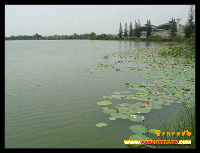 บริเวณริมบึงกระจับ