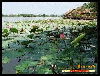 บัวในบึงกระจับ