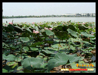 บัวในบึงกระจับ