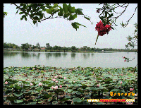 ธรรมมชาติในบึงกระจับ