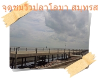 สะพานชมปลาโลมา