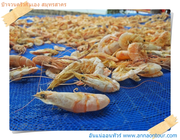 กุ้งแห้งที่เตรียมทำเป็นวัตถุดิบอาหาร