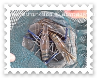 กุ้งแม่น้ำตัวโตโต