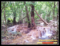 ธรรมชาติในบริเวณน้ำตกธารปลิว