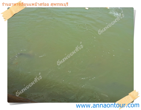 ปลาที่เลี้ยงไว้บริเวณรอบเรือนแพริมน้ำ