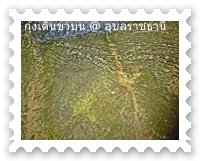 กุ้งยังมีจำนวนไม่มาก