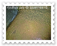 กุ้งฝอยที่เดินขบวน