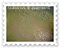 กุ้งแดงเดินขบวน