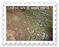 กุ้งตัวเล็ก ๆ มาเดินขบวนจำนวนมาก