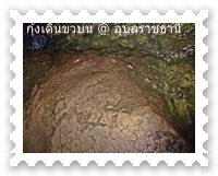 กุ้งจะเกาะตามโขดหิน