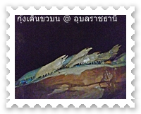 ปฏิมากรรมกุ้งเดินขบวน