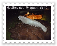 รูปปั้นกุ้ง