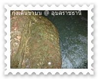 กุ้งเดินขึ้นมาตามโขดหิน