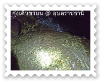 ใช้ไฟฉายส่องกุ้ง