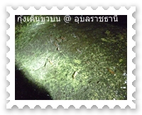 กุ้งเริ่มเดินขบวนอีกแล้ว