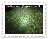 กุ้งฝอยเดินกันเป็นแถว